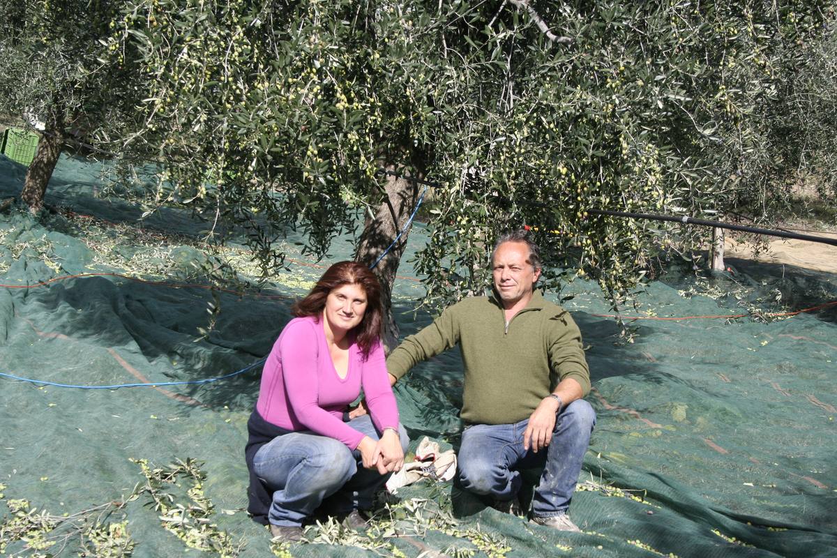 La raccolta delle olive nel nostro uliveto