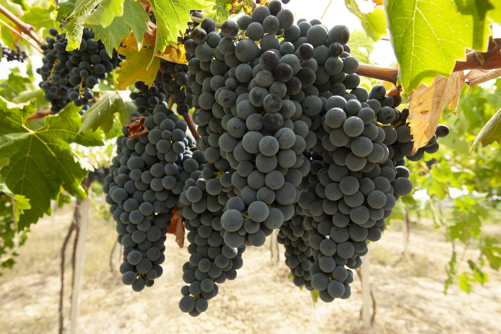 Grappoli di Montepulciano nella nostra vigna